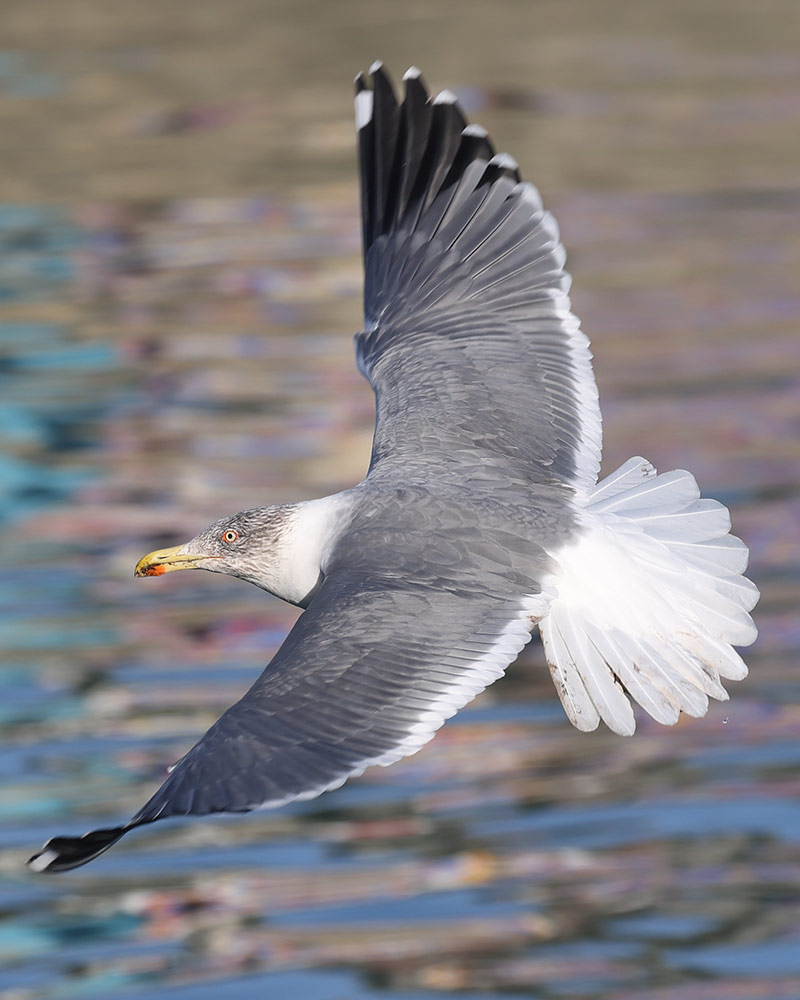 Azorean gull